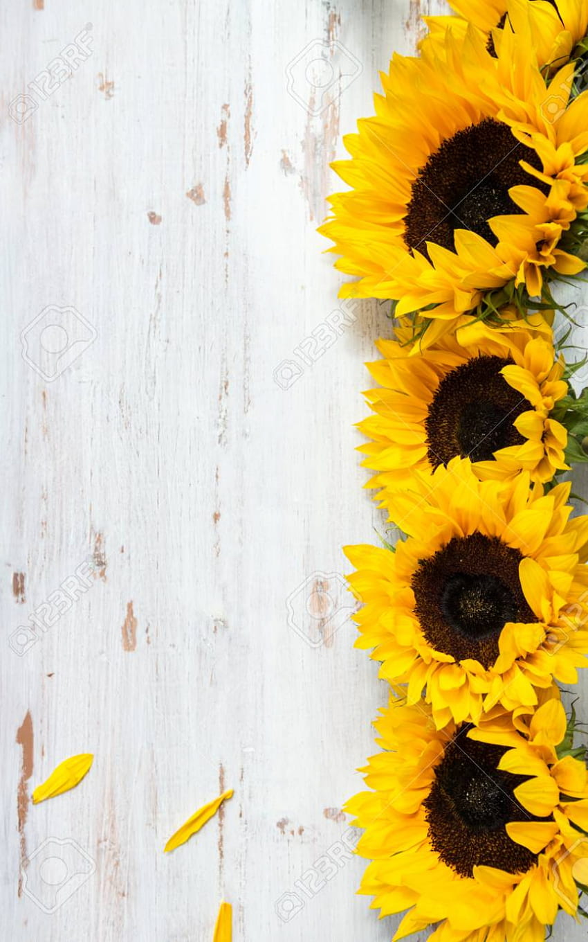 Yellow Sunflower Bouquet On White Rustic Background Autumn [] for your , Mobile & Tablet. Explore Rustic Background. Rustic , Rustic Look , Rustic Border, Rustic Daisy HD phone wallpaper