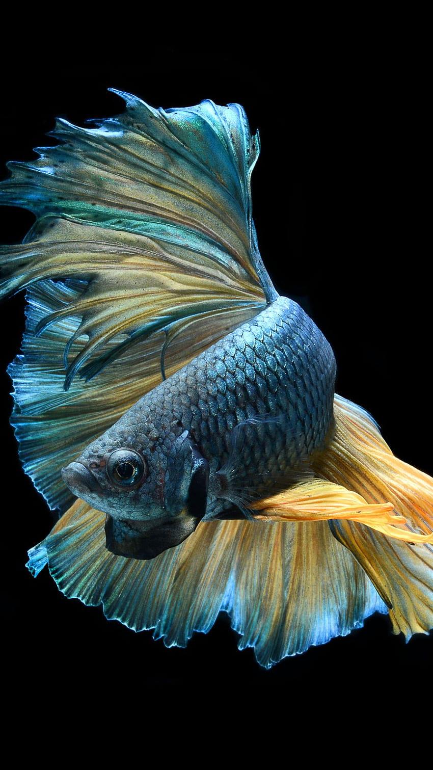 Fish iPhone - Betta Fish, Blue Betta Fish HD phone wallpaper