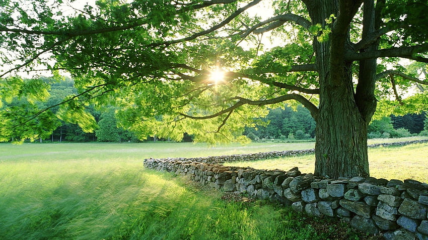 Nature, Grass, Sun, Summer, Shine, Light, Wood, Tree, Stone, Fencing, Enclosure, Possessions, Domain HD wallpaper