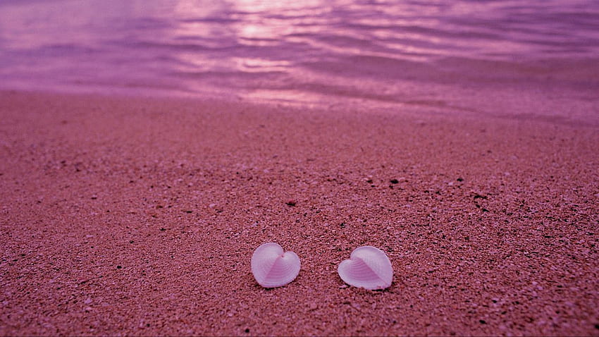 seashells, beach, heart, sand, pink tablet, laptop background HD wallpaper