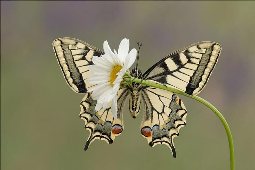 Butterfly, animal, beautiful, nature, flowers HD wallpaper
