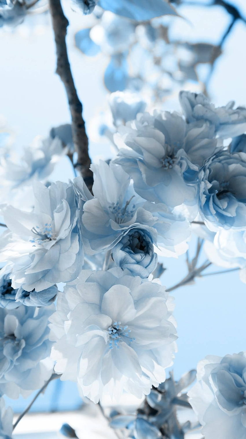 Hellblaue Blume - , hellblauer Blumenhintergrund auf Fledermaus, hellblaue Rosen HD-Handy-Hintergrundbild