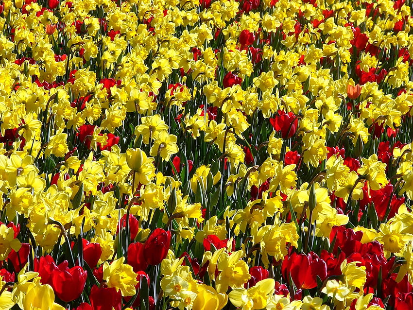 flores, tulipanes, narcissussi, positivo, brillantemente, soleado fondo de pantalla