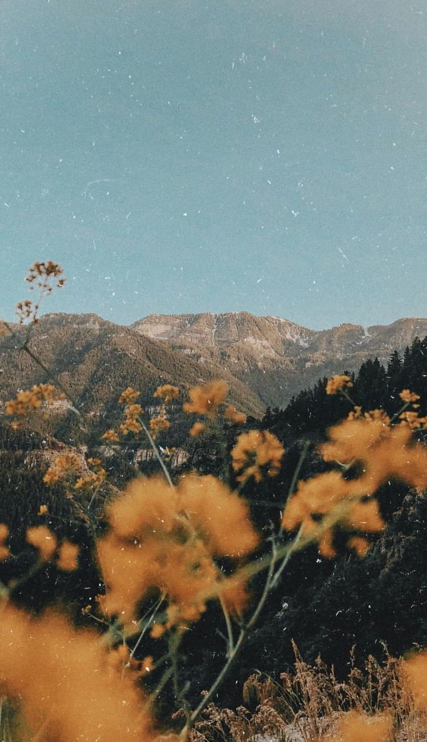 Vintage Aesthetics. Film graphy. Film filter. Flowers. Landscape graphy. Mountains - HD phone wallpaper