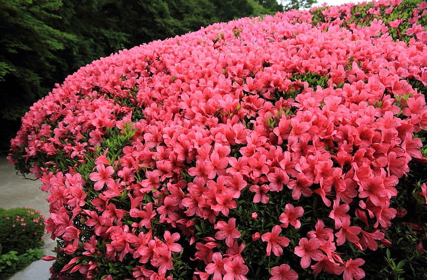 ไม้ดอก พุ่มบาน ออกดอกเต็มสวน สวยงาม น่าชม ชวนชม วอลล์เปเปอร์ HD