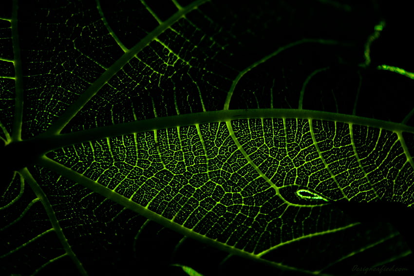 Large Sunlit Leaf HD wallpaper