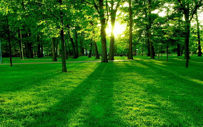 Cyfrowa klarowność, las, zieleń Tapeta HD