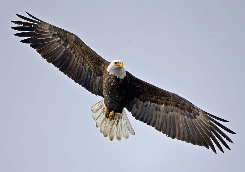 Weißkopfseeadler, fliegender Adler HD-Hintergrundbild