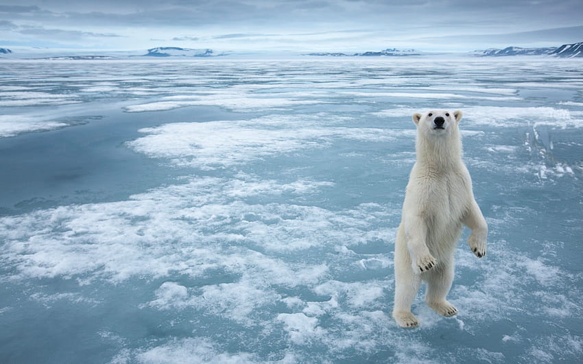 Hewan Arktik Putih Beruang Kutub Es Salju Laut Beku Wallpaper HD