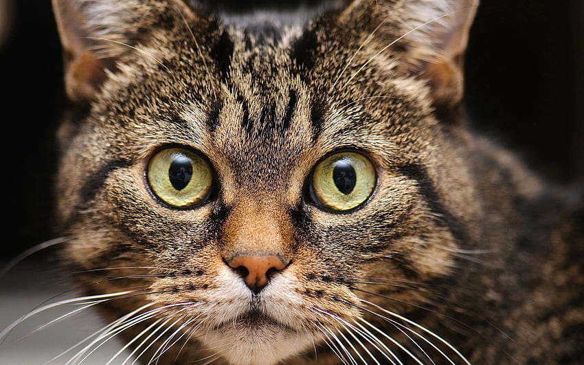 Animals, Cat, Muzzle, Eyes, Close-Up, Fear HD wallpaper