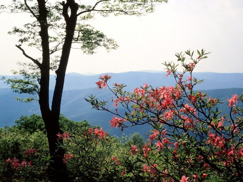 Blue Ridge, Natur, Blumen HD-Hintergrundbild