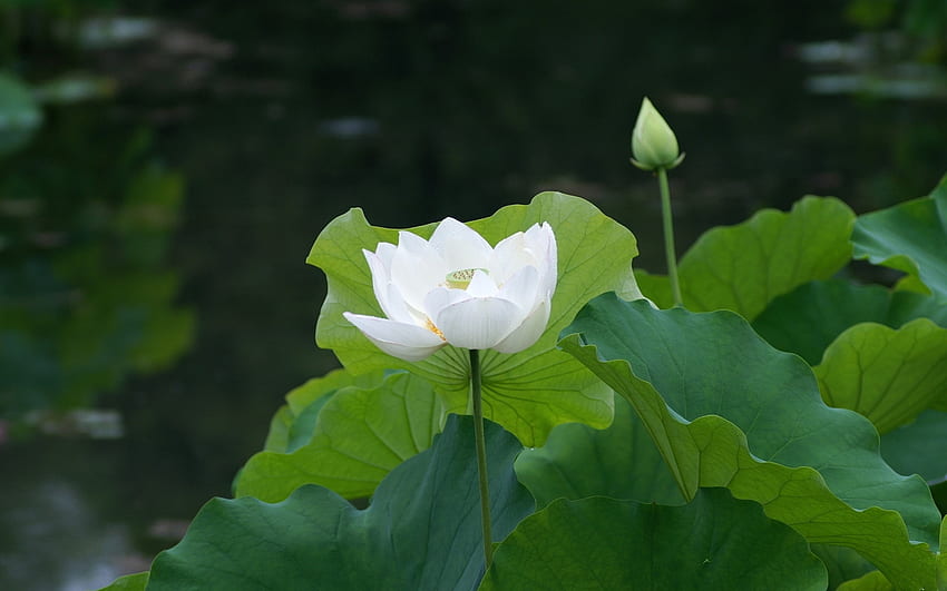 Weißer Lotus, Blumen, Lotus, Knospen, Blätter HD-Hintergrundbild