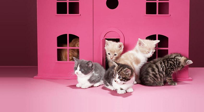 pink kittens house, pink house, cats, animals, kittens HD wallpaper