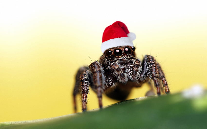 Дядо Коледа-Паяк, , готин, паяк, забавен, красив, Дядо Коледа HD тапет