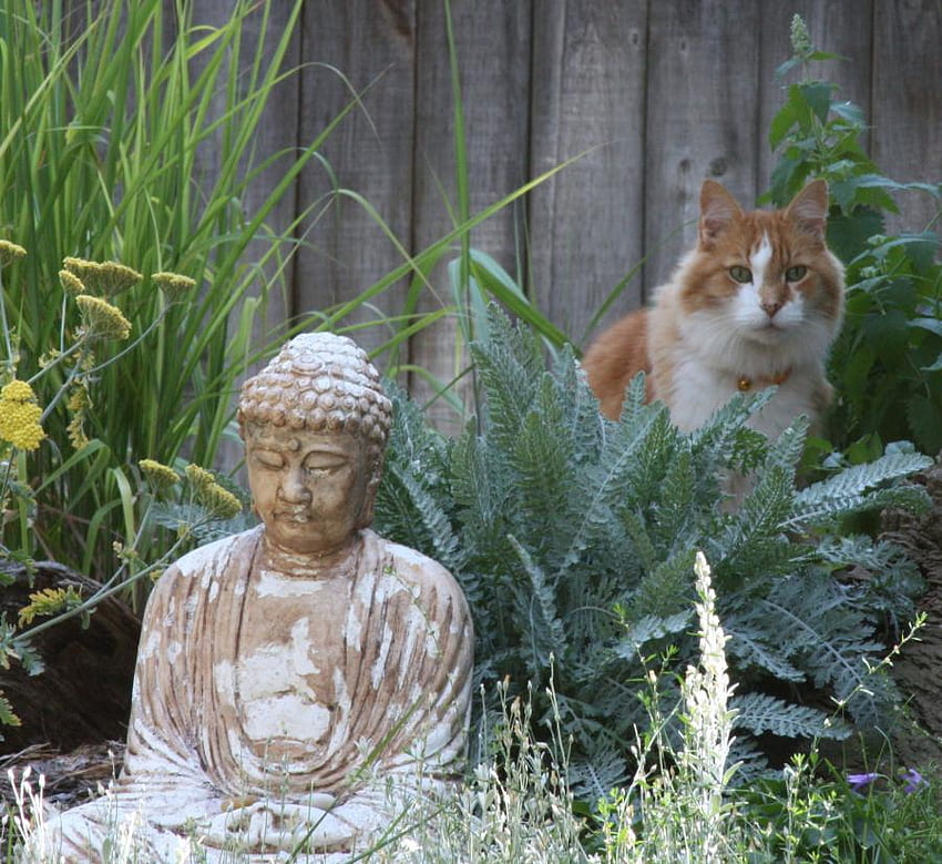 Little Buddha, garden, cat, sitting, statue HD wallpaper