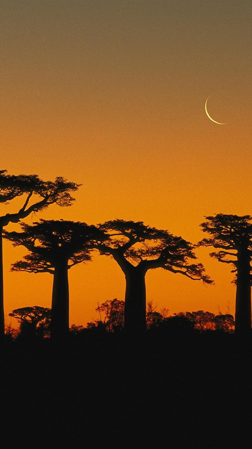 Alberi madagascar baobab 30698 [] per il tuo , Mobile & Tablet. Esplora il Madagascar. Madagascar , Madagascar , DreamWorks Madagascar, Madagascar Paese Sfondo del telefono HD