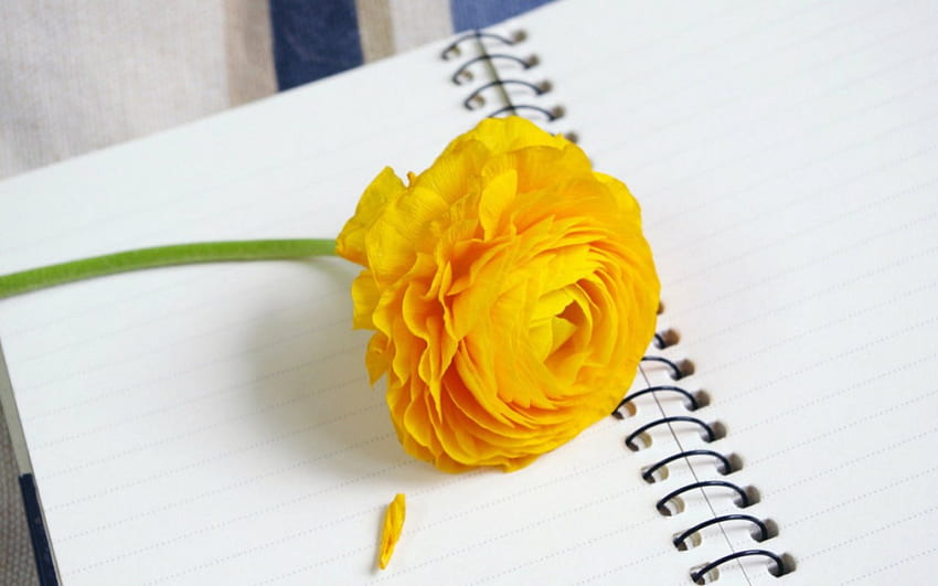 Buttercup flower, notebook, flowers, petals, yellow HD wallpaper