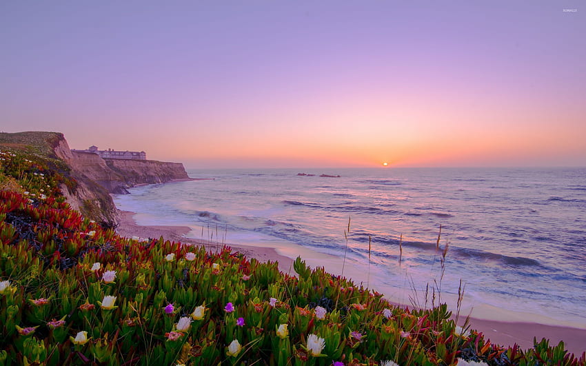 Sonnenuntergang über einer Küste voller bunter Blumen - Strand HD-Hintergrundbild