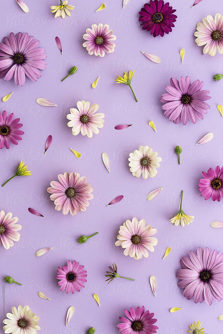 Лилави цветя, аранжирани на лилав фон. Цветен фон, виолетови цветя HD тапет за телефон