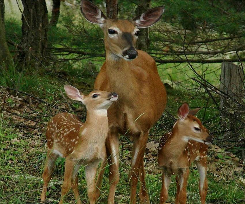仲間の鹿、子供、森、お母さん、子鹿 高画質の壁紙