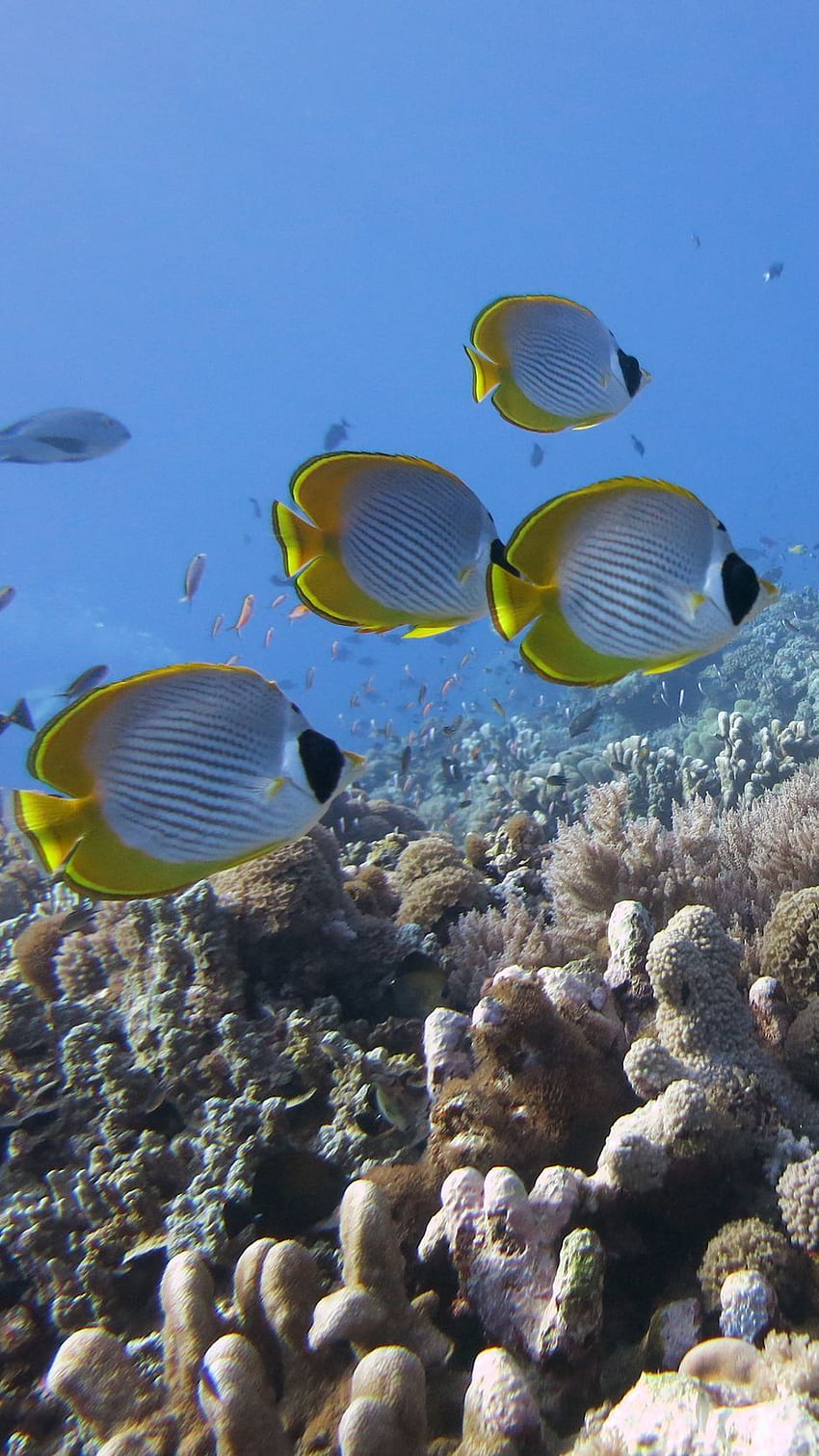 水中、魚、チョウチョウウオ パンダ、サンゴ礁 HD電話の壁紙