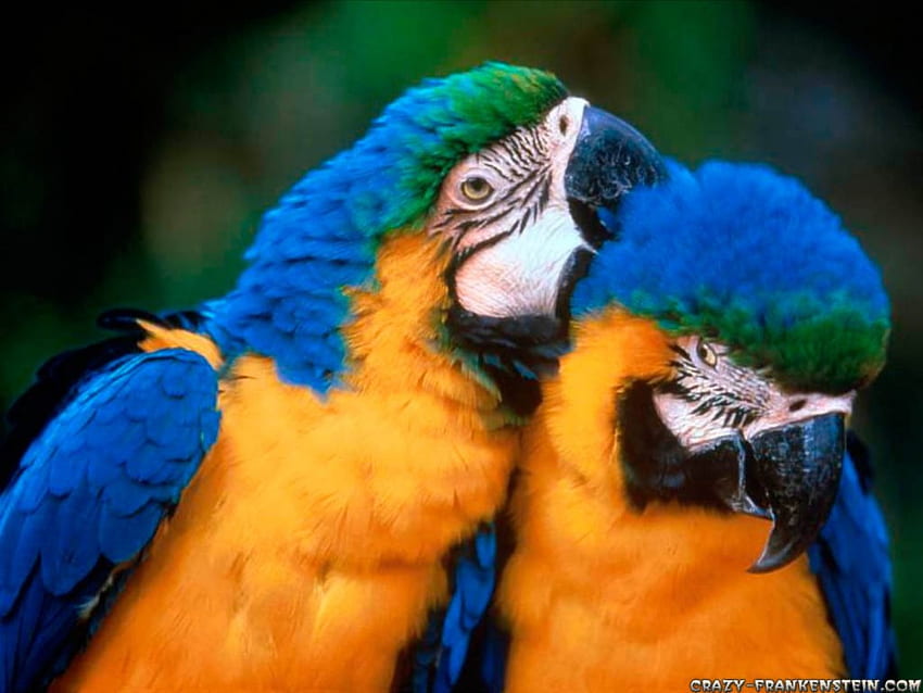 In Love, blue, golden, feathers, inlove, beaks HD wallpaper