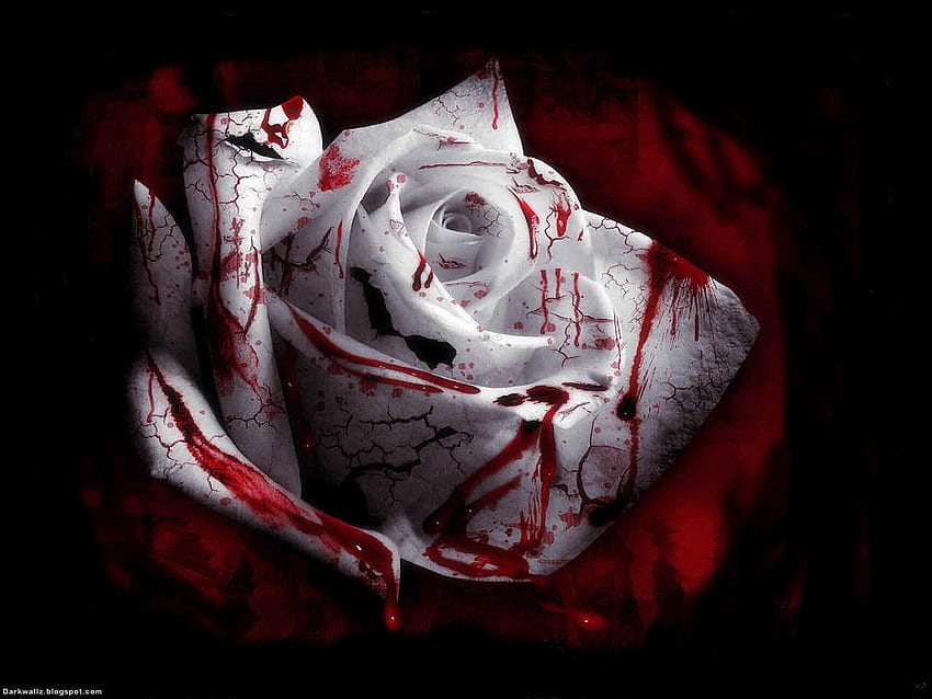 Готическа червена и черна роза, готическо цвете HD тапет