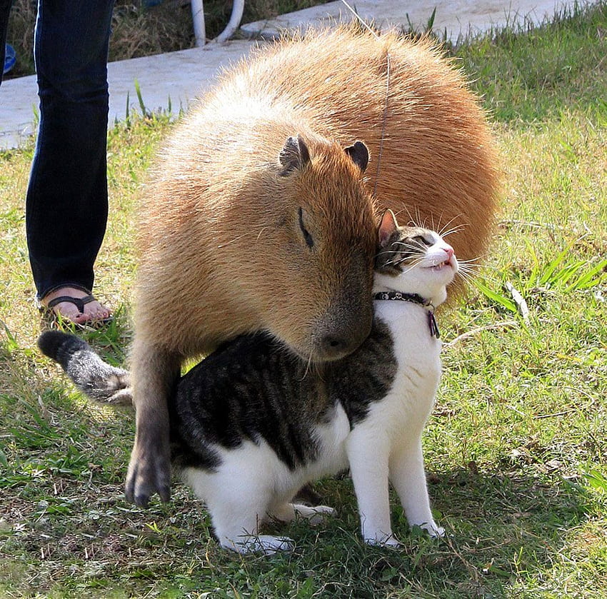 Am meisten angesehen Capybara, niedliches Capybara HD-Hintergrundbild