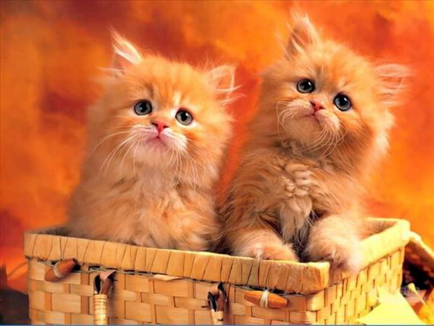 Şirin Red Kittys, hayvan, kırmızı, çift, kediler, kedi HD duvar kağıdı