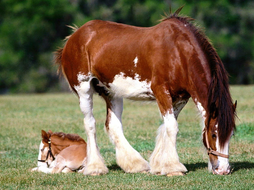 mama and baby, baby, horses, grass, green HD wallpaper