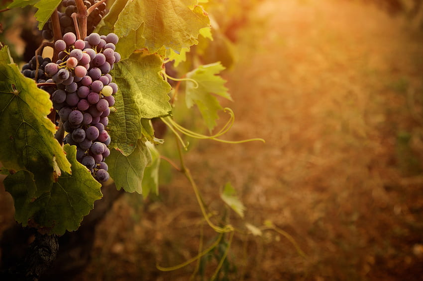 Grape Vineyard, Grape Vine HD wallpaper