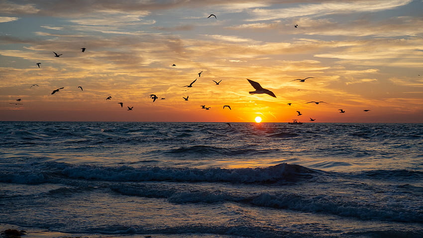 Beautiful Sea Waves Birds Sunset View Silhouette Background Nature HD ...