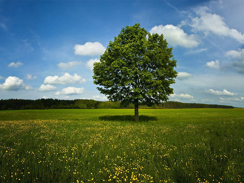 Alone Tree Green Fields - Cool - HD wallpaper
