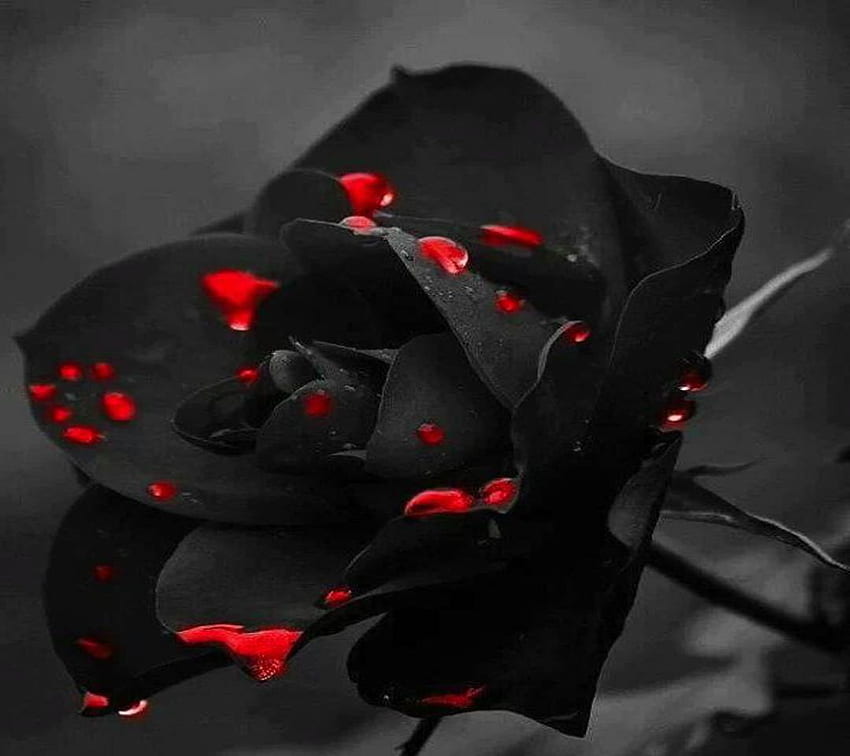 Rose noire - , fond de rose noire sur chauve-souris, PC esthétique de rose noire Fond d'écran HD