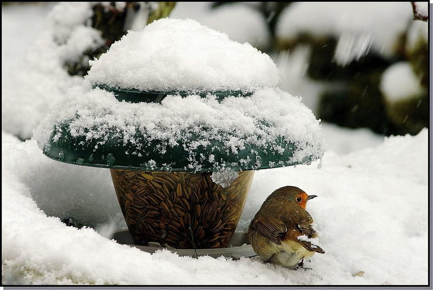 oiseau, hiver, neige, froid, mangeoires Fond d'écran HD