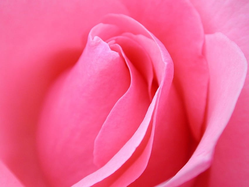 Pink Rose Bud, flowers, pink rose, roses, flower HD wallpaper
