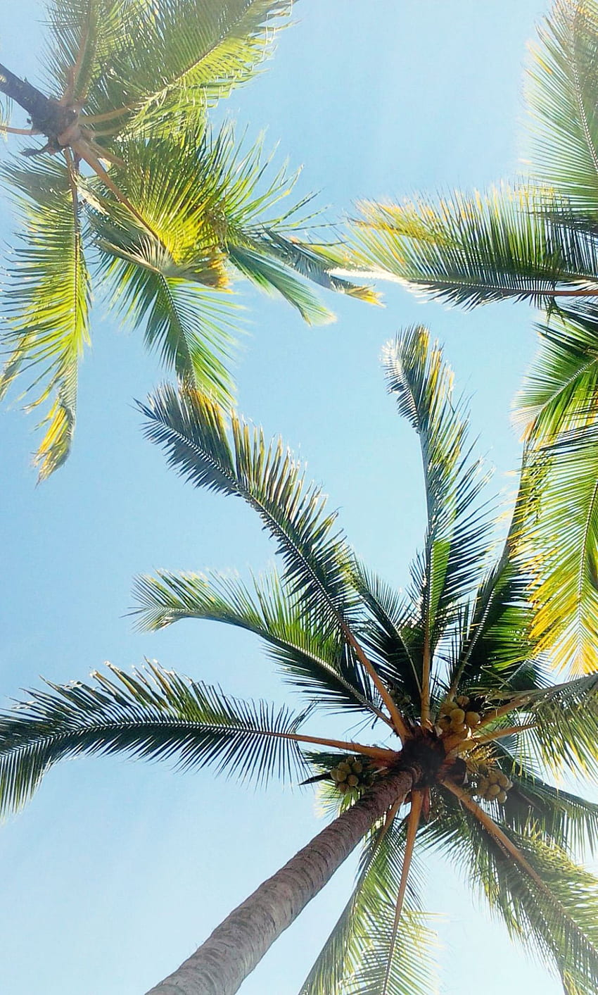 Live an extraordinary life : . Palm trees , Beach phone , Summer HD phone  wallpaper | Pxfuel