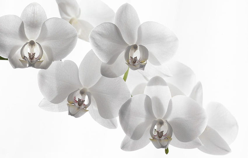 white background, Orchid, white Orchid for , section цветы, Black and White Orchid HD wallpaper