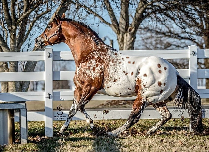 Appaloosa Stallion Horse, Fence, Stallion, Appaloosa, Horses HD wallpaper