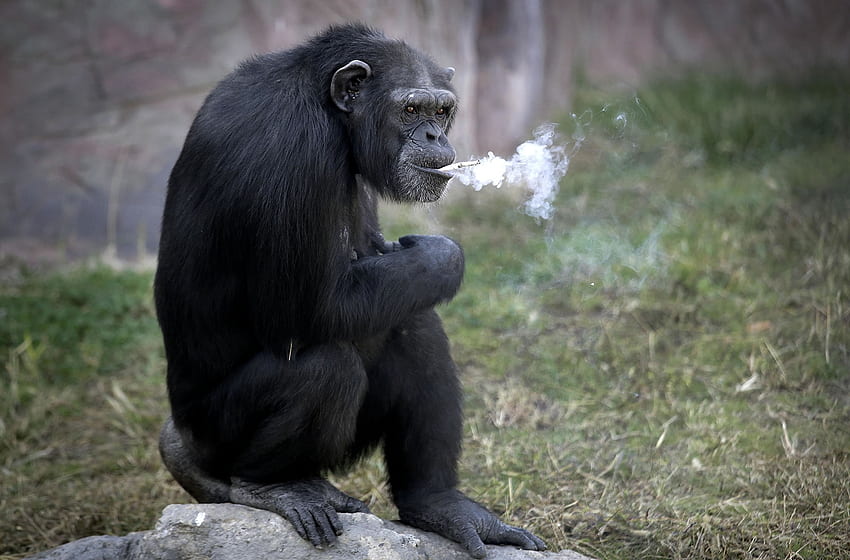 Je dois allumer..., Chimpanzé, Elle n'inhale pas, Central Zoo, Octobre 2016, Pyongyang, 19 ans, Femme, Corée du Nord Fond d'écran HD