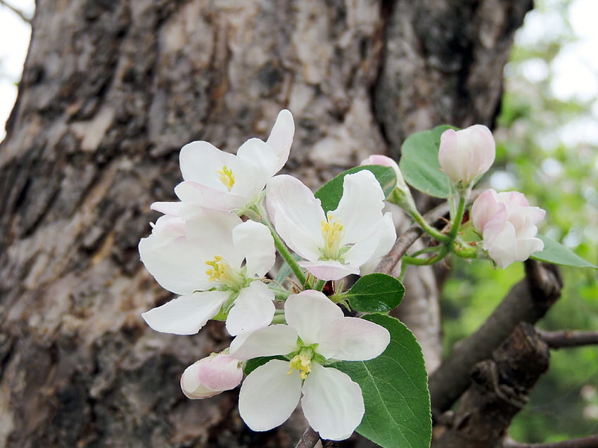 Apple Blossoms, กราฟฟิตี, ดอกไม้, ธรรมชาติ, ฤดูใบไม้ผลิ วอลล์เปเปอร์ HD