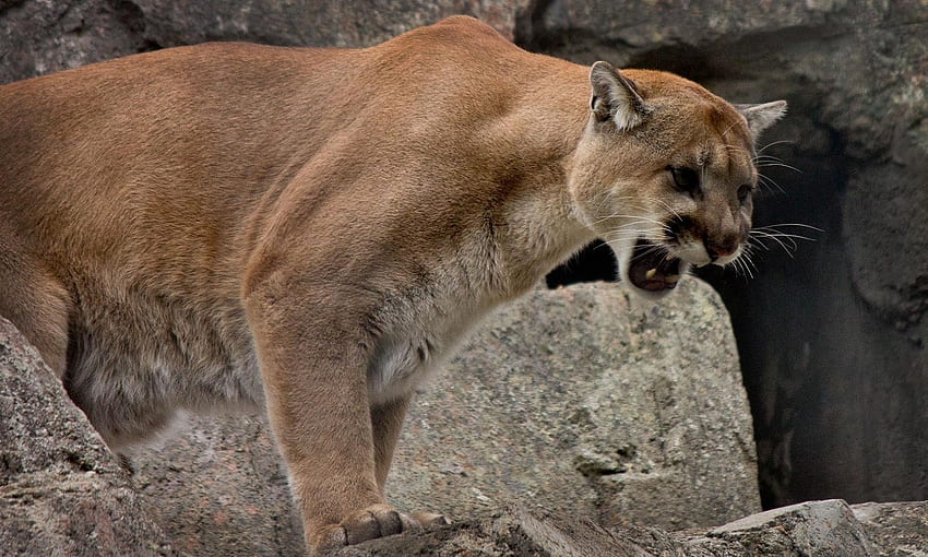 Animals, Puma, Grin, Wild Cat, Wildcat, Mountain Lion, Cougar, Rage HD wallpaper