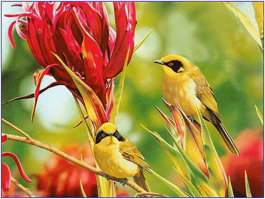 ขนนก นก สีแดง ดอกไม้ สีเหลืองและสีดำ ป่าไม้ วอลล์เปเปอร์ HD