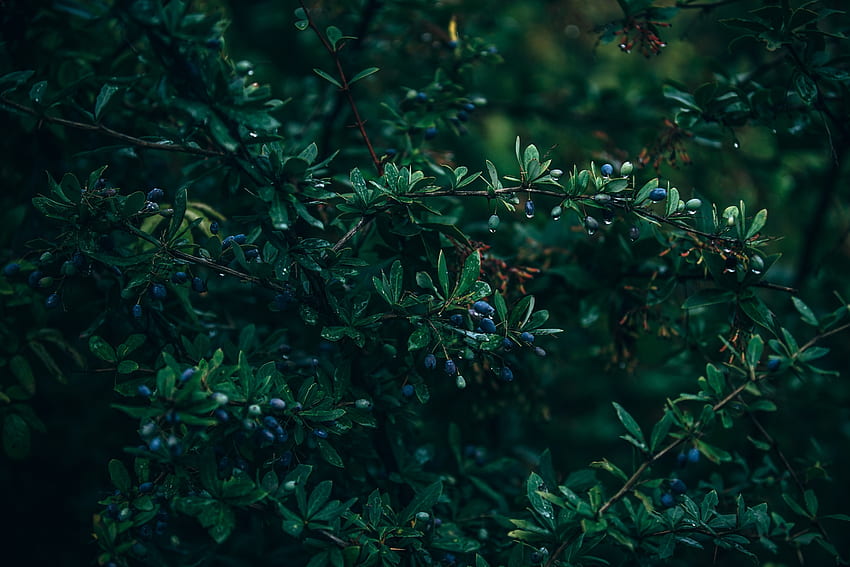 Drops, leaves, branch, blueberry HD wallpaper