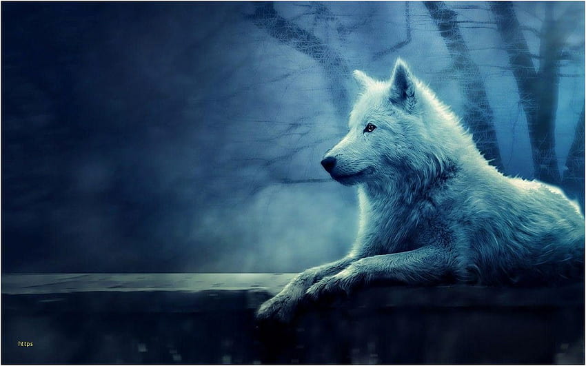 Wolf Awesome Lone Wolf HD wallpaper