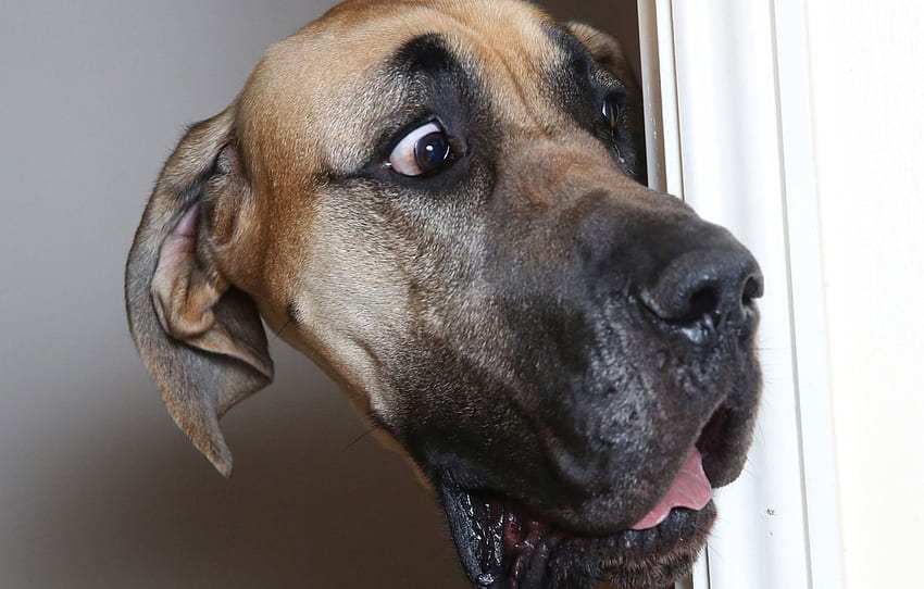 ดวงตา ใบหน้า สุนัข ประตู สุนัข เกรทเดน สำหรับ หมวด собаки วอลล์เปเปอร์ HD