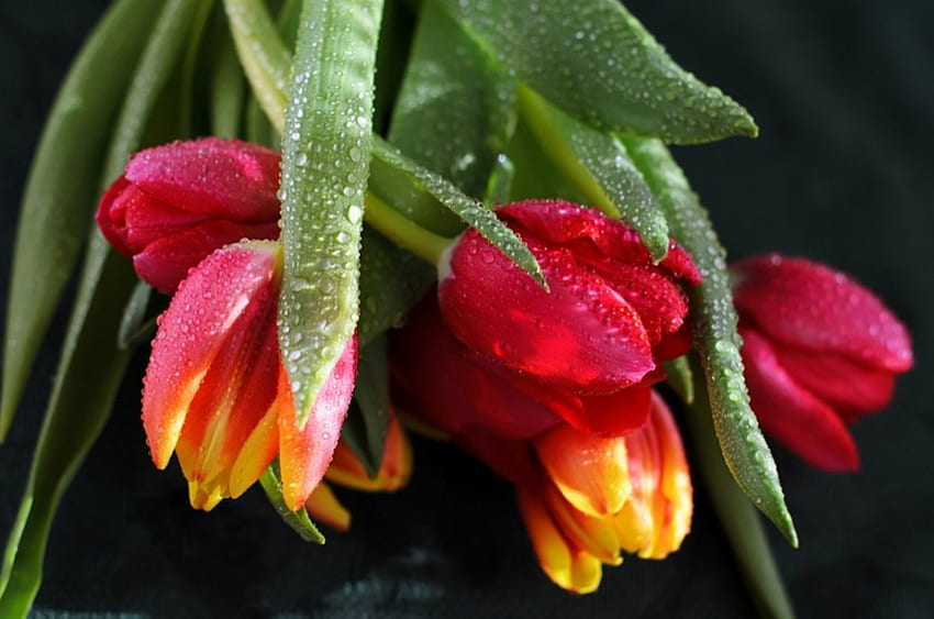 bouquet de tulipes, tulipe, bouquet, fleur, floraison, mignon Fond d'écran HD