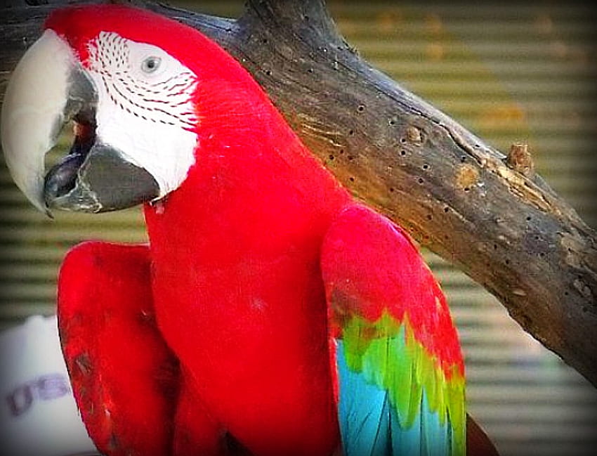 Natürliche Schönheit, natürlich, Vögel, schön, Zoo, Tiere, hell, rot, Dallas, Papagei HD-Hintergrundbild