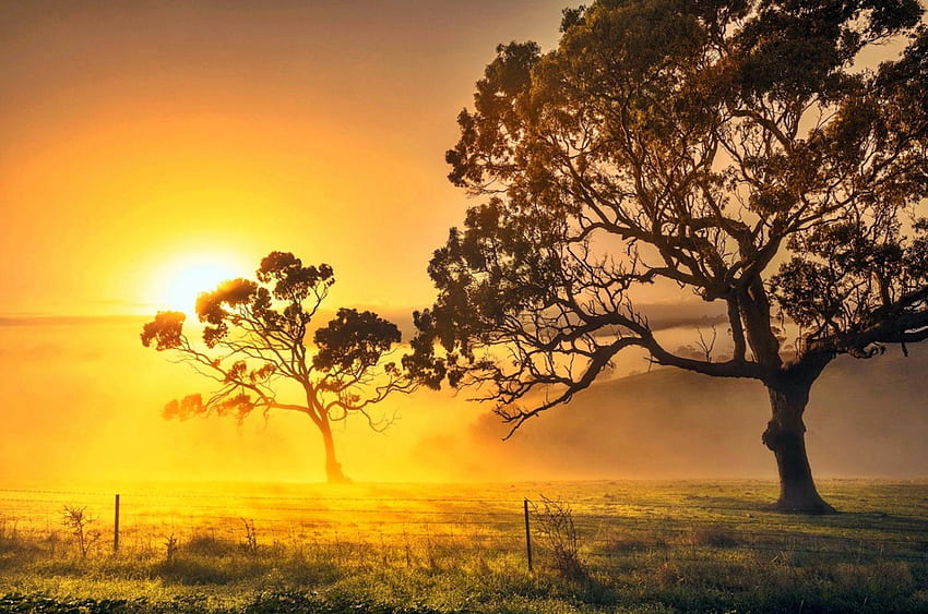 Golden Haze, tel çit, Avustralya, sabah doğa, güzel, çimen, Gündoğumu, sis, alan, sarı, ağaçlar, gökyüzü HD duvar kağıdı