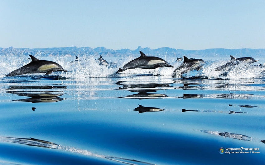 Dolphin, animal, mammal, sky, water HD wallpaper